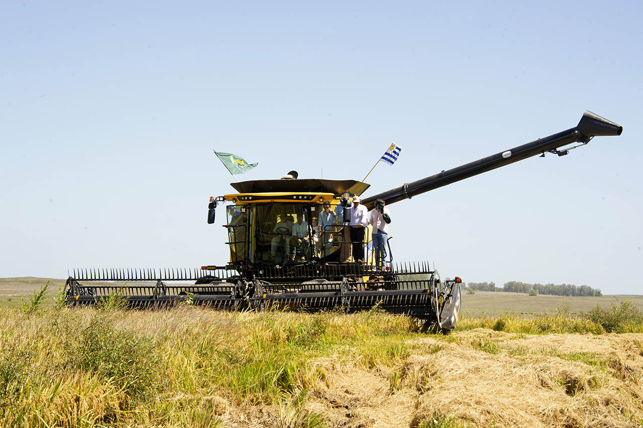 arroz-cosecha-uruguay.jpg