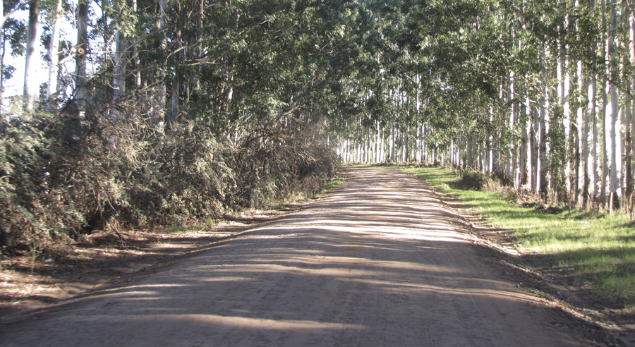 OPP destina U$S 10 millones para caminería rural y emergencia vial