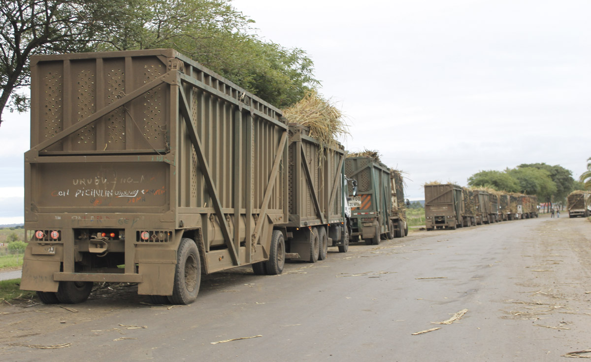 Cosecha de la caña de azúcar: Transportistas de corta y larga distancia con menos rentabilidad