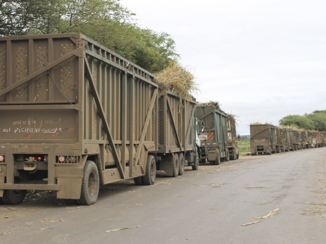 Cosecha de la caña de azúcar: Transportistas de corta y larga distancia con menos rentabilidad