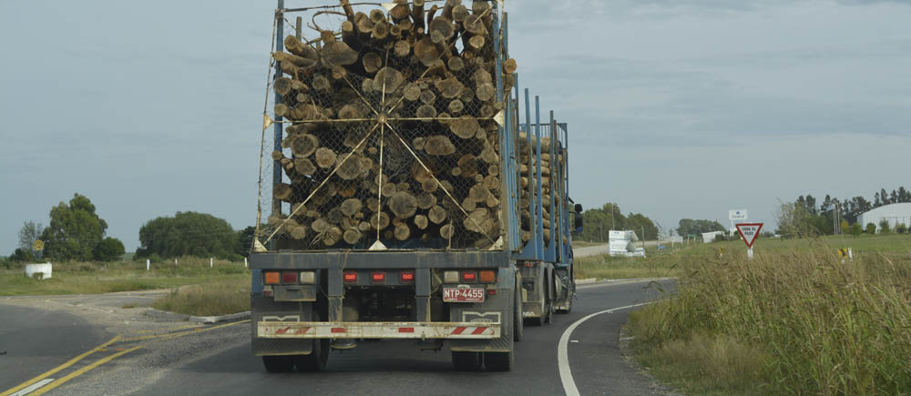 Cadena forestal uruguaya exportó 1.515 millones de dólares, con la celulosa como principal producto colocado