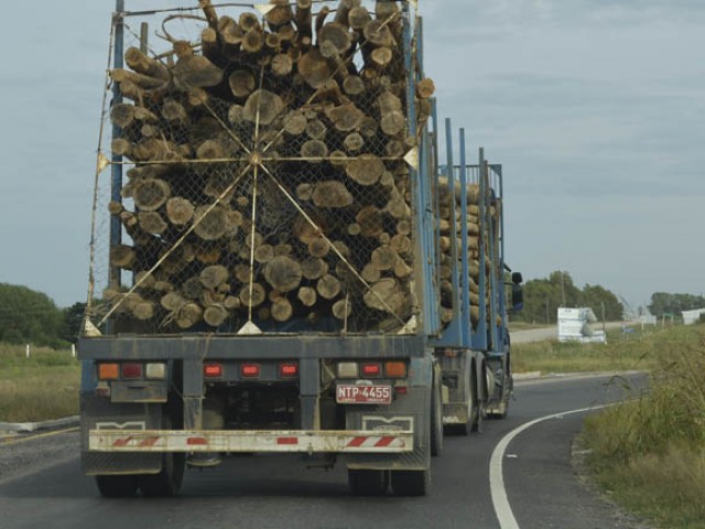 Cadena forestal uruguaya exportó 1.515 millones de dólares, con la celulosa como principal producto colocado