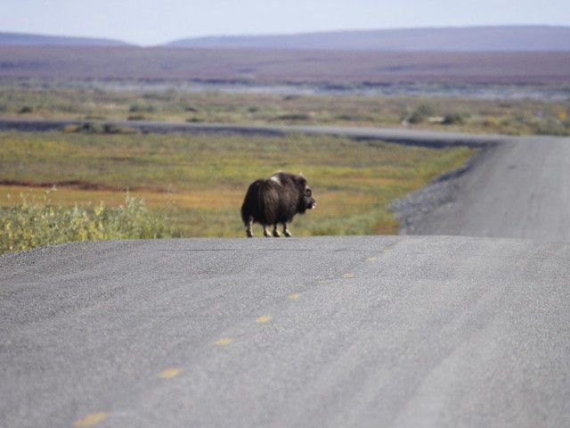 James_Dalton_Highway_4