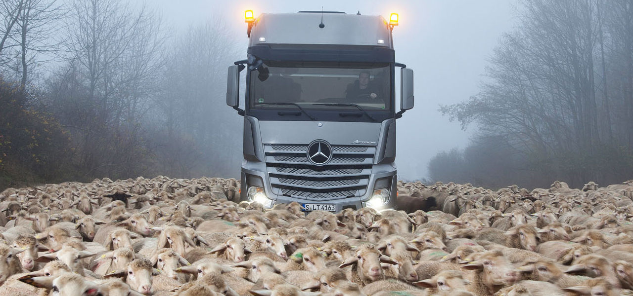 Las ovejas detienen un Actros SLT