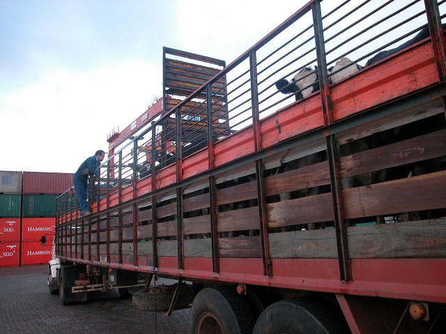 El transporte de haciendas pierde los choferes más experimentados