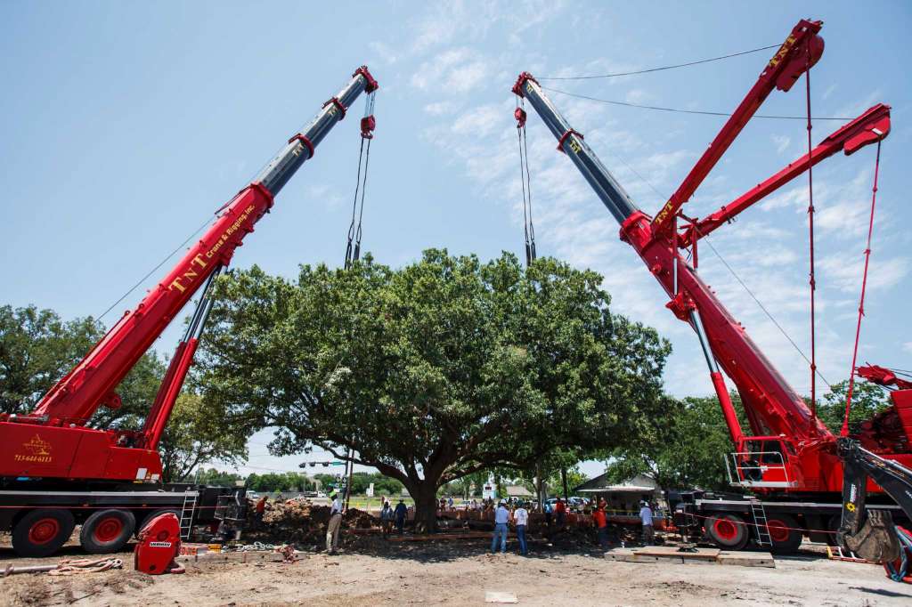 Transportes especiales: El amor por un árbol