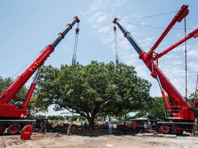 Transportes especiales: El amor por un árbol