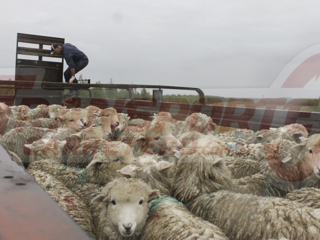 Transporte_de_hacienda_Uruguay