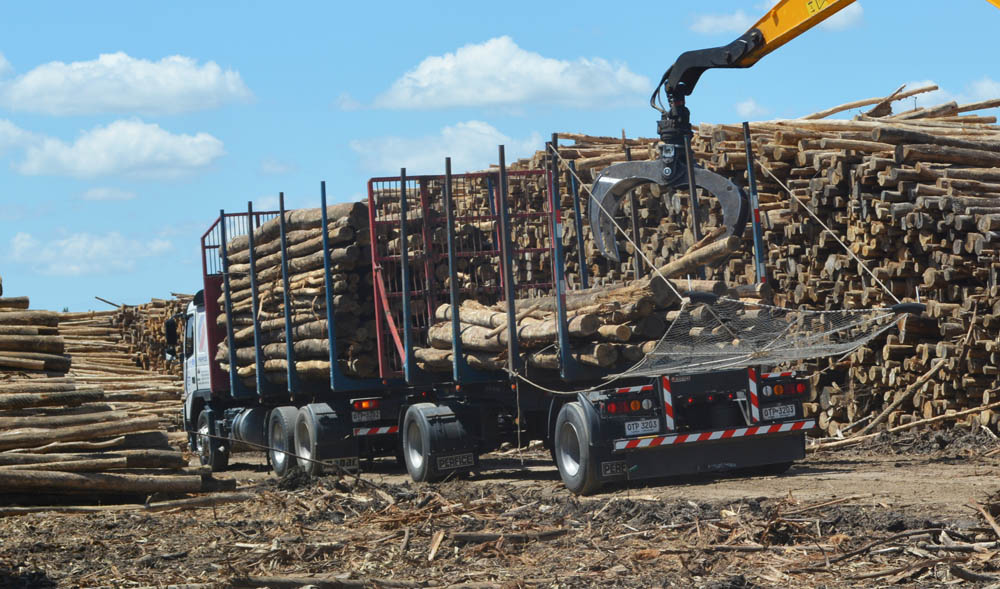 Cambios en exigencias de seguridad para carga forestal