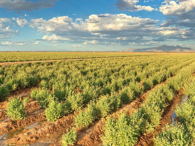 Bridgestone produce neumáticos de caucho natural