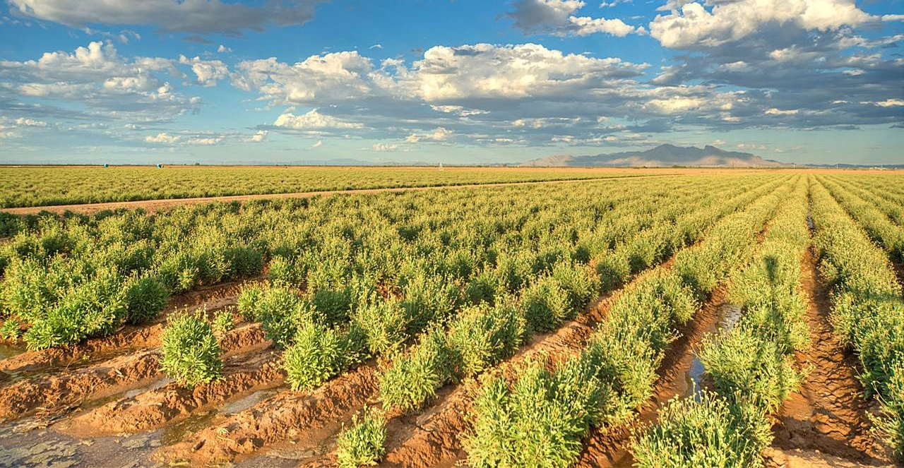 Bridgestone produce neumáticos de caucho natural