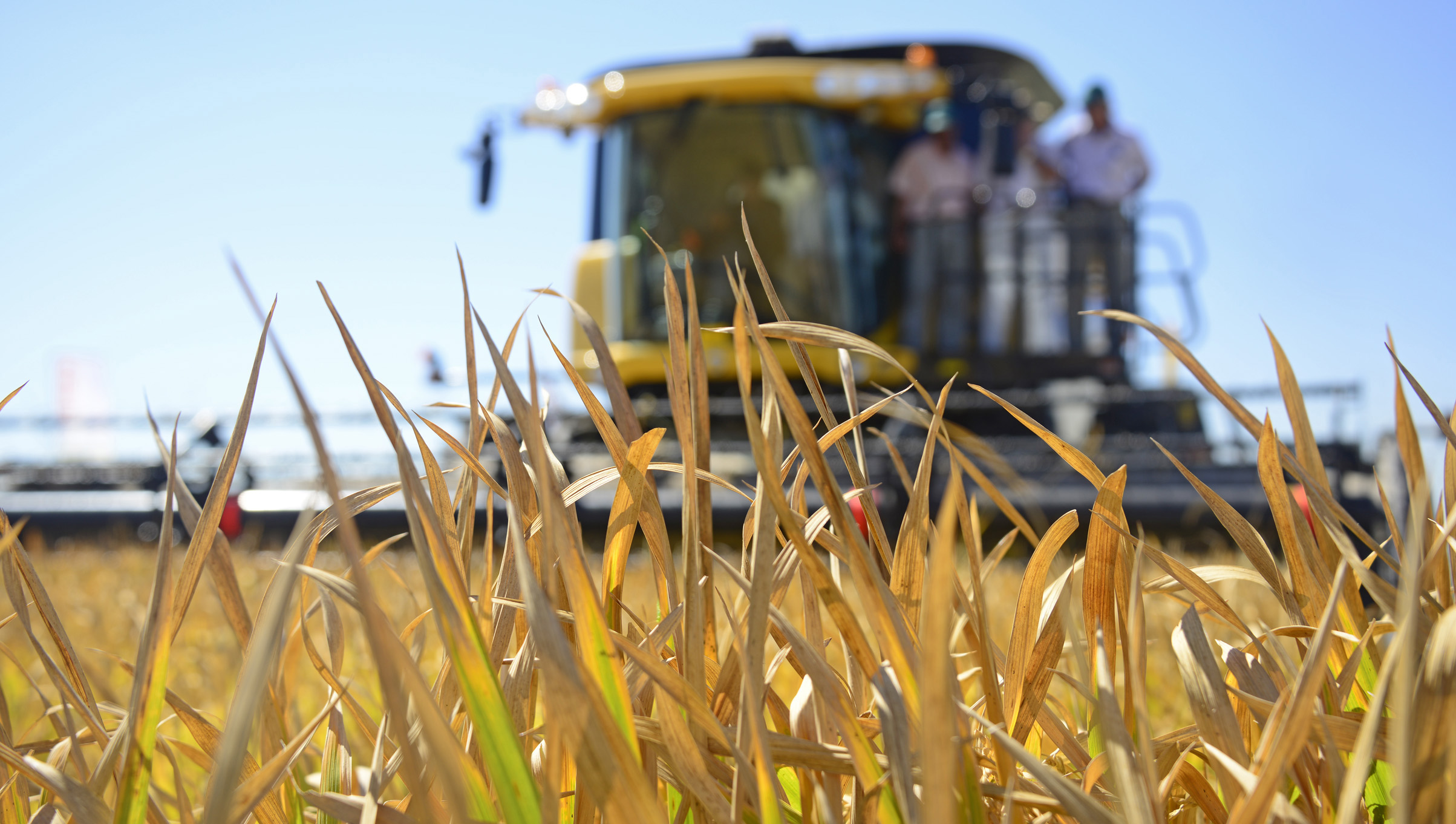 Se inauguraró la cosecha de arroz 2015 en Treinta y Tres